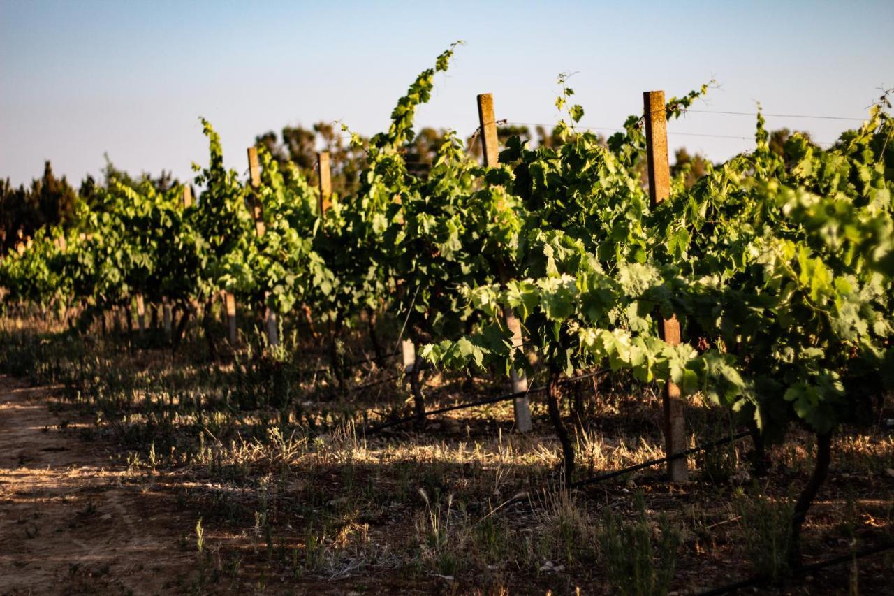 The Vineyards Bed & Breakfast อาลเกโร ภายนอก รูปภาพ